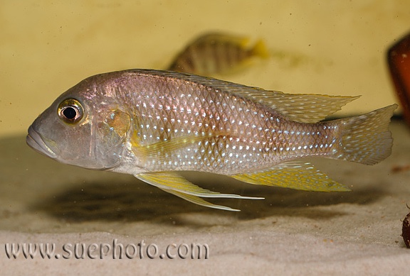 Greenwoodochromis staneri 'Chituta Bay'